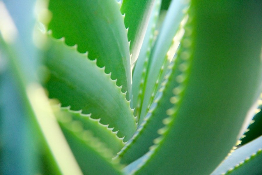 Quels sont les bienfaits de l'aloe vera ?